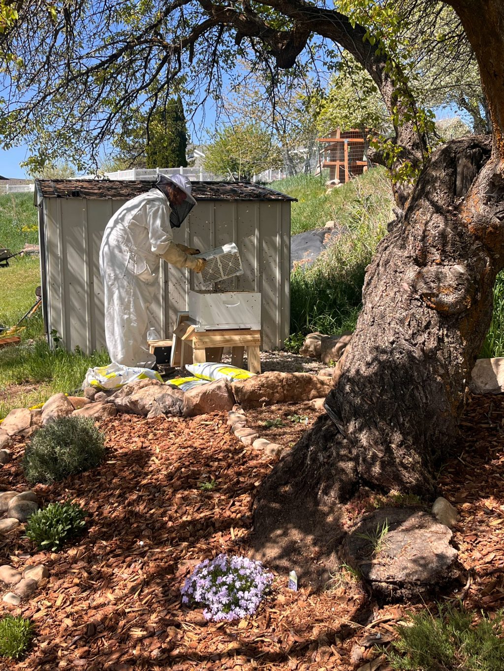 Lessons from the Hive in a Time of&nbsp;Disorder